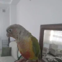 گرینچیک دستی و خانگی|پرنده|کرج, کوی امامیه|دیوار