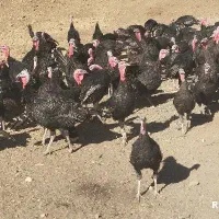 بوقلمون/یلدا/محلی