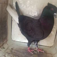کبوتر ماوضه با چاقو