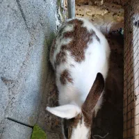 خرگوش|موش و خرگوش|بندرعباس, |دیوار