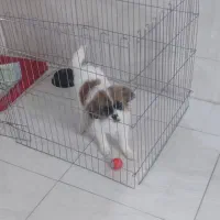 سگ نژاد شیتزو