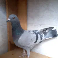 کبوتر|پرنده|برخوار, |دیوار