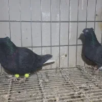 چند تاکفتر فروشی