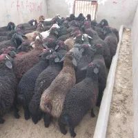 چند دسته بره جنس دار|حیوانات مزرعه|قم, انسجام|دیوار