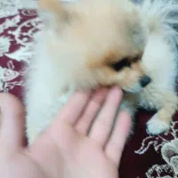 پامر خرسی نر عقیم نشده|سگ|اردبیل, |دیوار