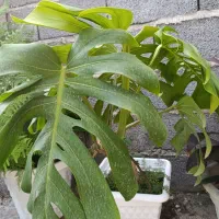 گل برگ انجیری