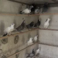 ۱۵ جفت جوجه کفتر