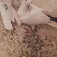 کبوتر تهرانی
