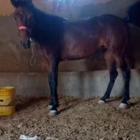 مادیان ۶سال یورقه
