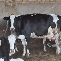 گاو و گوساله|حیوانات مزرعه|تربت جام, معدآباد|دیوار