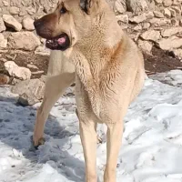 سگ سرابی خاص