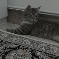 گربه