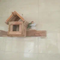 فروش پرنده کوتوله