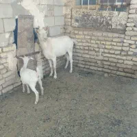 ساتن فروشی