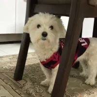 واگذاری سگ مالتیپو همراه با وسایل|سگ|شاهین‌شهر, خانه کارگر|دیوار