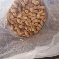 خرما سفید|حراج|کرمان, |دیوار