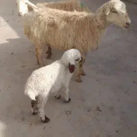 میش داشتی|حیوانات مزرعه|شیروان (خراسان), |دیوار