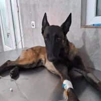 سگ مانینیوز