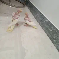 جوجه عروس هلندی|پرنده|شهریار, شهرک بهاران (ویره)|دیوار