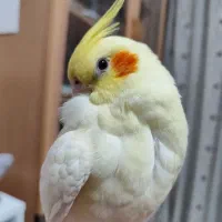 عروس هلندی