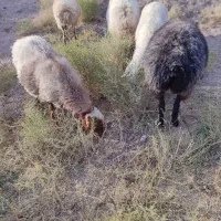 میش