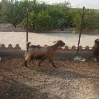 ۲۰راس بز ابستن و زاییده|حیوانات مزرعه|برازجان, |دیوار