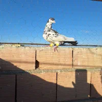 خال افشون نر