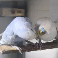 پرنده زیبا