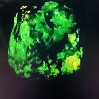 گوهرباستان