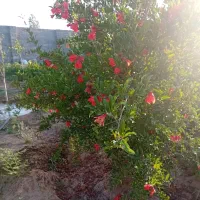 باغچه-عرب-اباد-باغات-خسروی