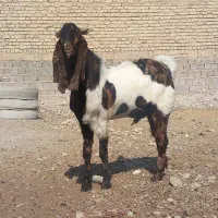 کهره چبش بز تکاوری|حیوانات مزرعه|شیراز, اصلاح‌نژاد|دیوار