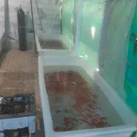 ماهی گلی قرمز|ماهی|تکاب, |دیوار