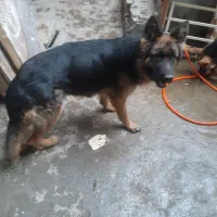 ماده ژرمن بلک