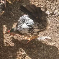 نیمچه مرغ خروس محلی گلپایگانی جهادی ۴و۵ ماهه|حیوانات مزرعه|تهران, کیانشهر|دیوار