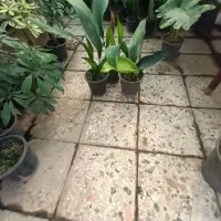 گل برگ عبایی و فیکوس|گل و گیاه طبیعی|مشهد, توس (بلوار توس)|دیوار