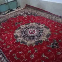 ۳ عدد قالی زرشکی|فرش|حبیب آباد, |دیوار