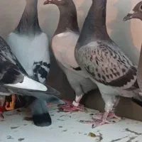 جوجه پلاکی|پرنده|اهواز, امانیه|دیوار