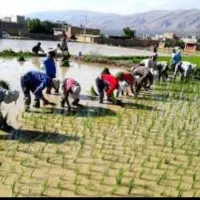 برنج کامفیروزی اصل حیدری درجه یک به شرط...