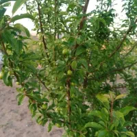 فروش باغ 2 هکتاری کبودراهنگ|فروش زمین و ملک کلنگی|کبودرآهنگ, |دیوار