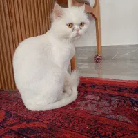 گربه پرشین ماده|گربه|میاندوآب, |دیوار