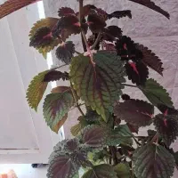 گل حسن یوسف و گل پتوس تازه و یک عدد کیف کرمی نو|کیف، کفش، کمربند|شیراز, گویم|دیوار