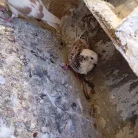 کفتر معاوضه|پرنده|مشکین‌دشت, |دیوار