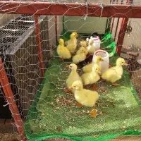 جوجه غاز اوکراینی