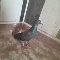 زاغ سبز چاپی گرفتنی