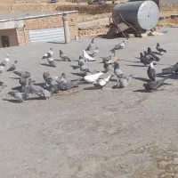 ۴۰تا کبوتر بدرد بخور|پرنده|بابا حیدر, |دیوار