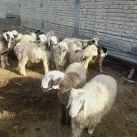 ۱۴ بره ریز چاق خوب تخت|حیوانات مزرعه|مرودشت, رودبال|دیوار