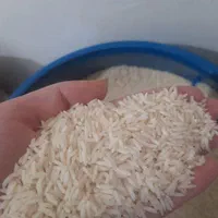 برنج هاشمی سورتینگ شده شالیزارهای گیلان و چای قلم