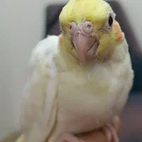 یک جفت عروس هلندی مولد و 2تا جوجه|پرنده|رباطکریم, رباطکریم|دیوار