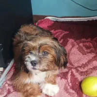 فروش سگ پاکوتاه