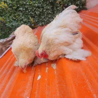 کوشین های زینتی